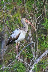 White Ibis